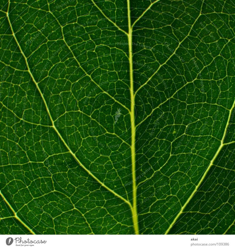 Das Blatt 23 Pflanze Urwald Südamerika Wildnis grün Botanik Pflanzenteile Kletterpflanzen pflanzlich Umwelt Sträucher krumm Gewächshaus Sommer himmelblau Blume