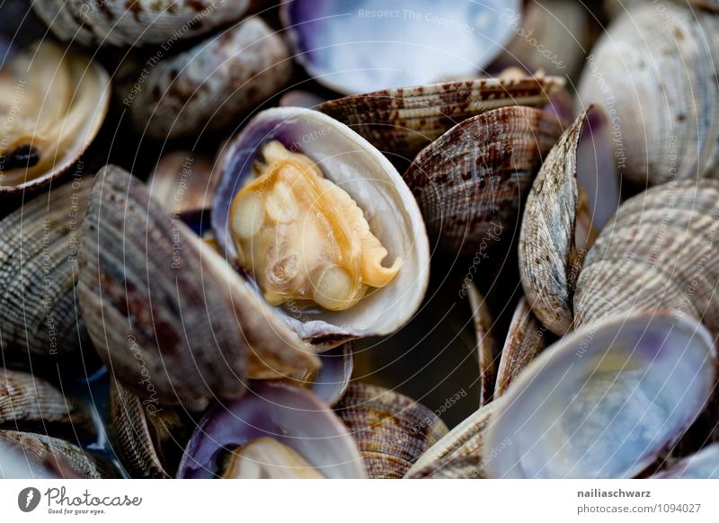 Gekochte Muscheln Meeresfrüchte Muschelschale Ernährung Bioprodukte Vegetarische Ernährung Diät Italienische Küche einfach frisch Gesundheit schön lecker saftig