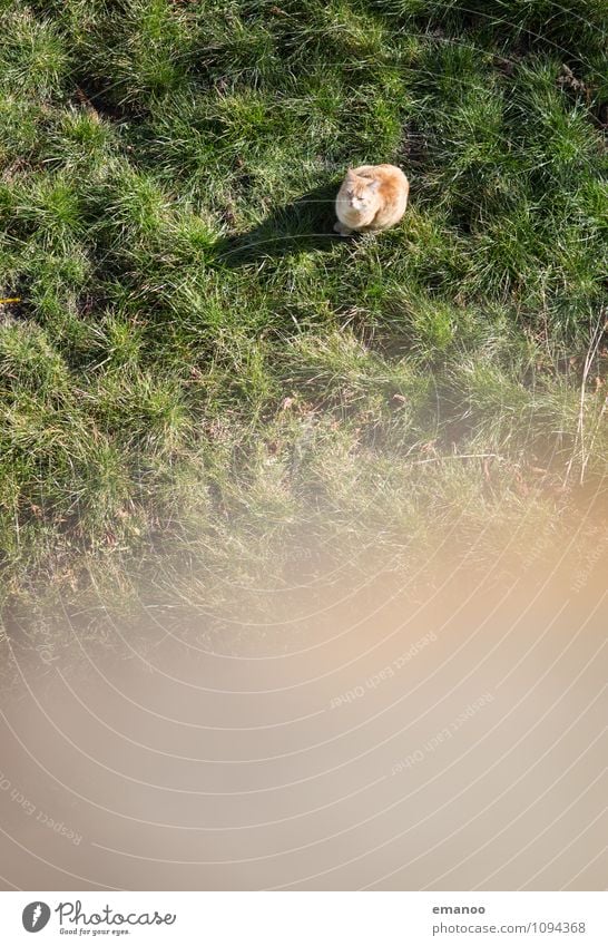 Katze im Gras Ausflug Ferne Freiheit Garten Landschaft Wiese Tier Haustier 1 entdecken Erholung Kommunizieren Blick sitzen warten hoch grün Vertrauen loyal