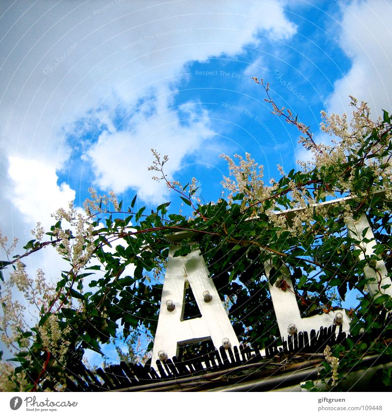 wildwuchs zwei Typographie Wolken grün Pflanze Blüte Blatt Dachrinne Detailaufnahme Himmel Buchstaben Schriftzeichen Zeichen Sonne blau umrankt