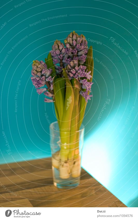 Hyazinthe Häusliches Leben Wohnung Dekoration & Verzierung Tisch Raum Blume grün violett türkis Farbe Frühlingsblume Blüte Blütenknospen Wand Holzplatte grell