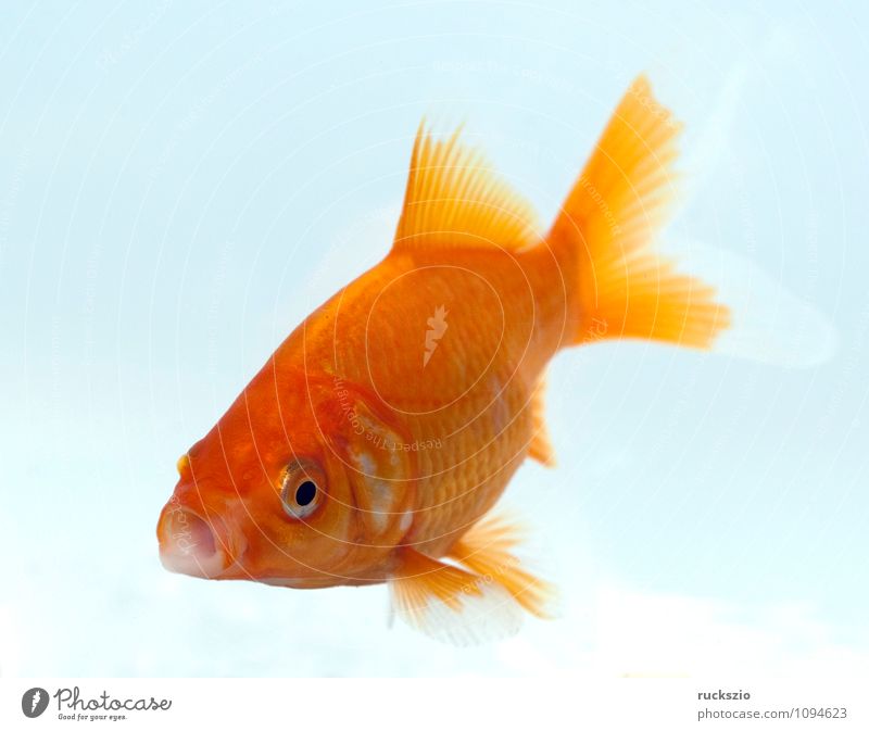 Goldfisch, Carassius gibelio, Suesswasserfisch Natur Tier Wasser frei rot weiß Carassius auratus Zuchtform des Karpfen Fisch Zierfische heimischen Gewaessern