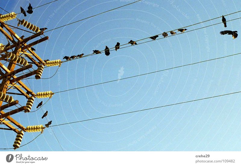 ENERGY GROUP Elektrizität Vogel Krähe Strommast Kabel kalt Licht schön Macht raaben Himmel blau Energiewirtschaft hoch Klarheit Natur
