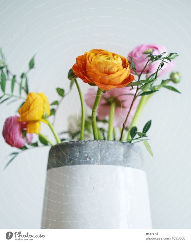 Ranunkel Ranunkel Natur Pflanze Blume Stimmung Blüte Vase Dekoration & Verzierung Blühend Frühlingsgefühle Frühlingsblume orange rosa schön Blumenstrauß