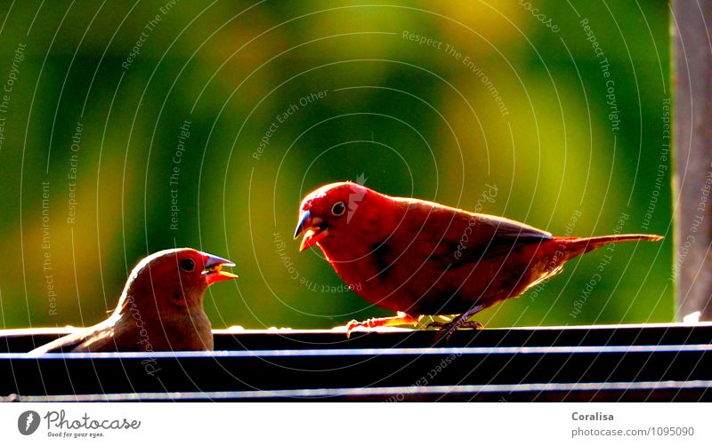 Lovebirds Natur Sommer Vogel 2 Tier Tierpaar Fressen klein rot Glück Frühlingsgefühle loyal Tierliebe Neugier ästhetisch exotisch Farbe Liebe Zusammenhalt