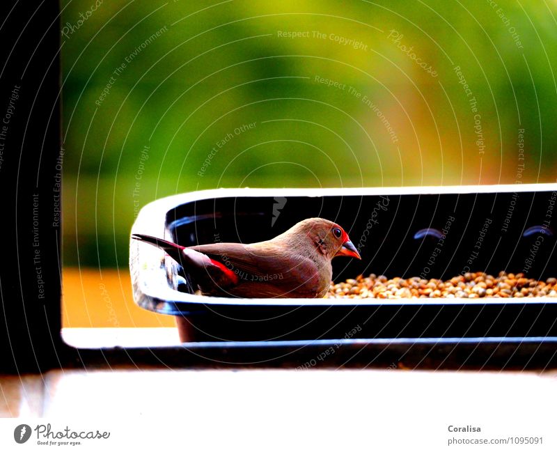 Prachtfink beim Koerner picken Natur Tier Sommer Vogel 1 beobachten Fressen warten ästhetisch klein Neugier niedlich feminin weich braun rot weiß Wachsamkeit