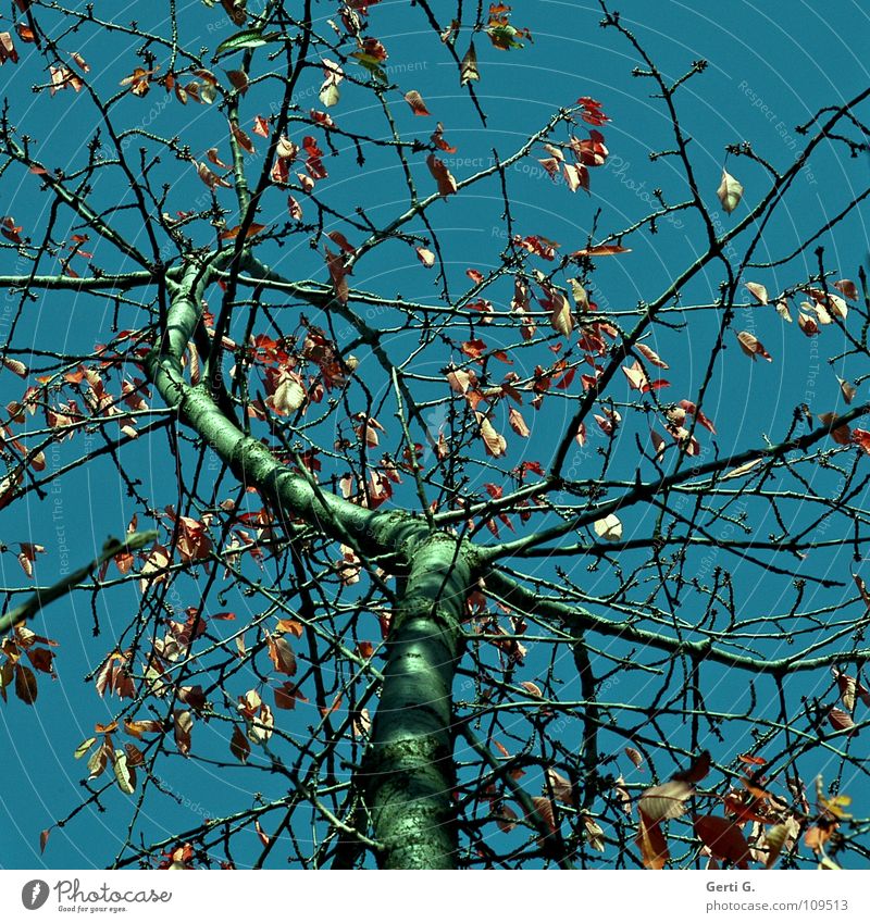 TraumBaum Herbst Blatt Herbstlaub himmelblau Laubbaum Physik mehrfarbig grün alt morsch Vergänglichkeit Kirschbaum kirschbaumblätter herbstlich petrol Himmel