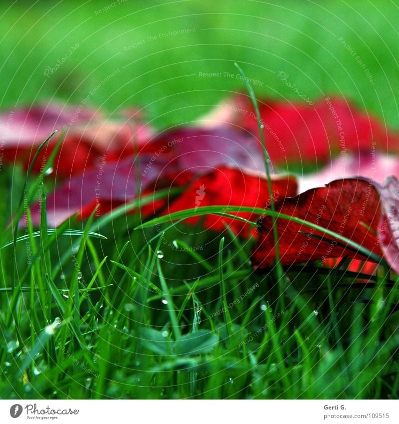 son Herbstbild frisch knallig rot grün Blatt grasgrün Gras Halm Klee Kleeblatt Herbstfärbung Herbstlaub Wiese kalt Erfrischung mehrfarbig zweifarbig