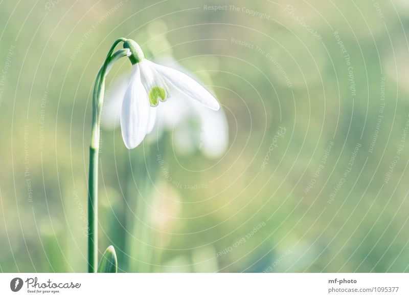 Schneeglöckchen Natur Frühling Pflanze Blume grün weiß Farbfoto Außenaufnahme Menschenleer Morgen Licht Sonnenlicht