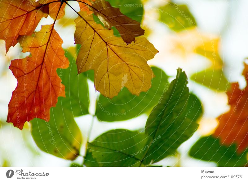 kommen und gehen mehrfarbig Baum eckig einzigartig Pflanze gelb grün Herbst Herbstlaub Herbstfärbung Jahreszeiten Laubbaum rot Biologie Buche Eiche Ahorn Garten