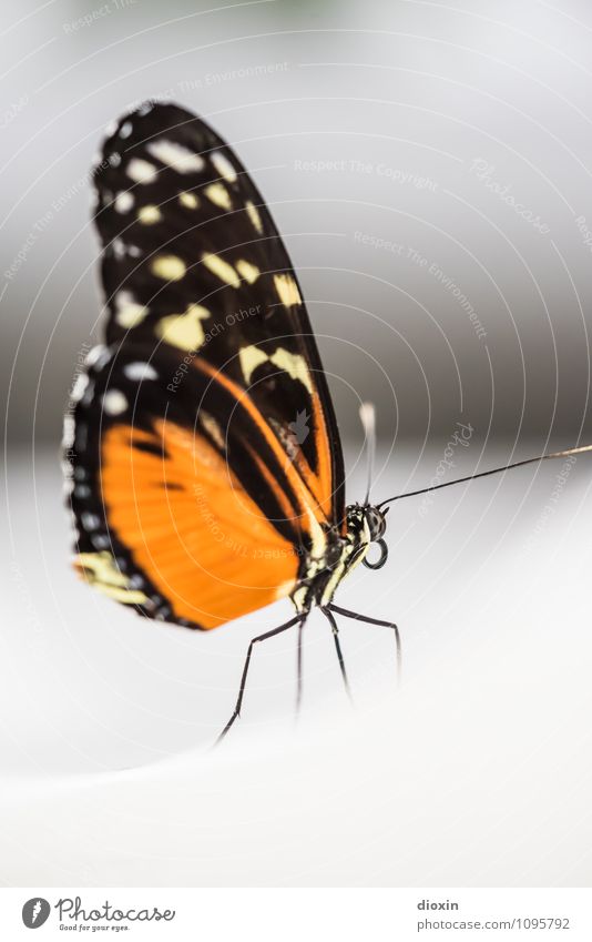 Snow Tier Wildtier Schmetterling Flügel Insekt Facettenauge Rüssel Fühler 1 klein natürlich orange Natur Farbfoto Nahaufnahme Makroaufnahme Menschenleer