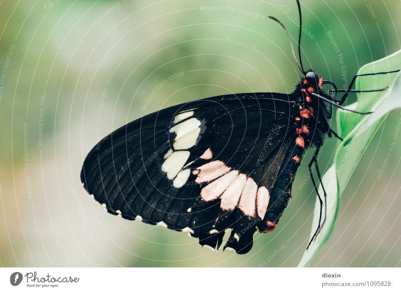 Red Dot Design Award Winner Urwald Tier Schmetterling Flügel Insekt Facettenauge Fühler 1 sitzen exotisch kuschlig klein natürlich schön Leichtigkeit Natur