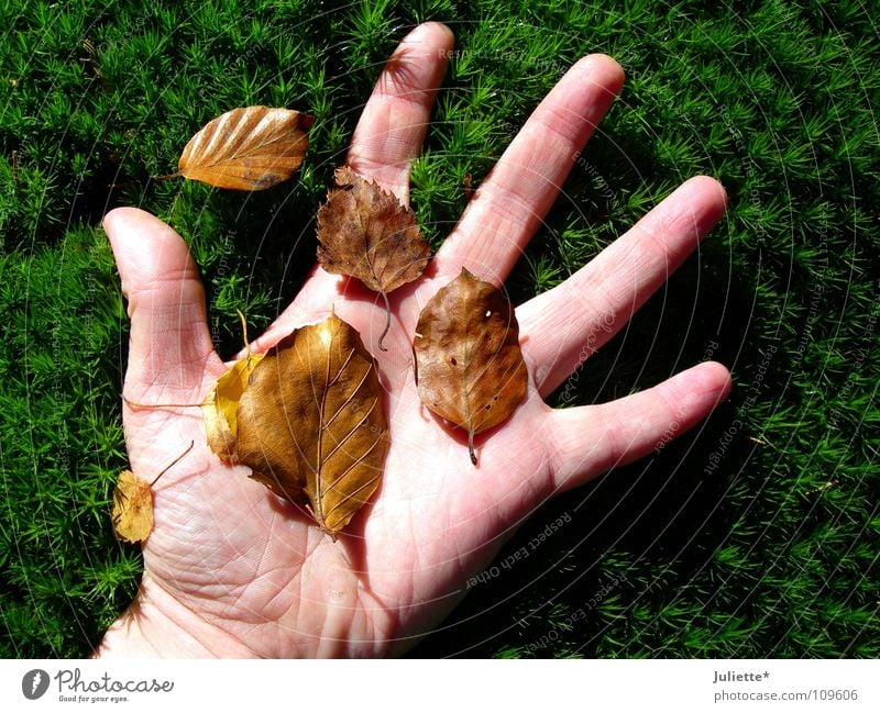 Herbstfeeling Hand Gras Blatt berühren Gefühle grün braun runtergefallen Vergänglichkeit fünf Finger