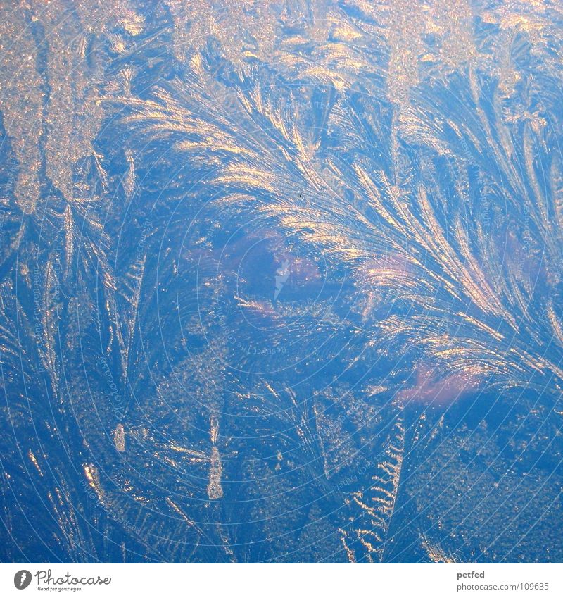 Fensterscheibeneisfedern Eisblumen Winter kalt Muster Sonnenaufgang weiß Glasscheibe Morgen morgends blau Feder Natur Graffiti Beginn
