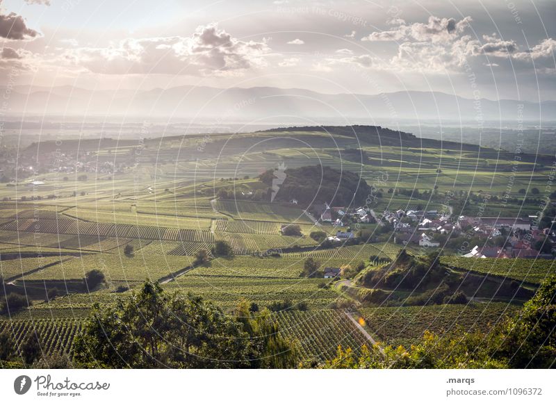 Jahrgang 2015 Ausflug Landwirtschaft Forstwirtschaft Natur Landschaft Pflanze Himmel Wolken Horizont Sommer Herbst Schönes Wetter Weinberg Weinbau Wiese Hügel