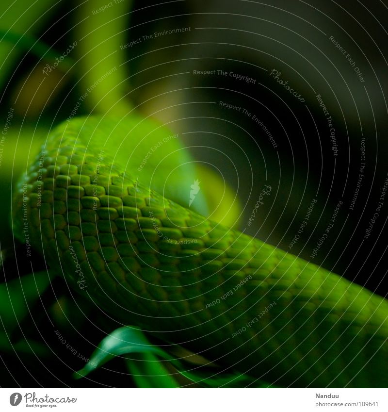 Es grünt exotisch Natur Tier Schlange Umweltschutz Geäst Gift giftgrün Ast Baumschlange Farbfoto Menschenleer Schlangenhaut gekrümmt 1 Detailaufnahme