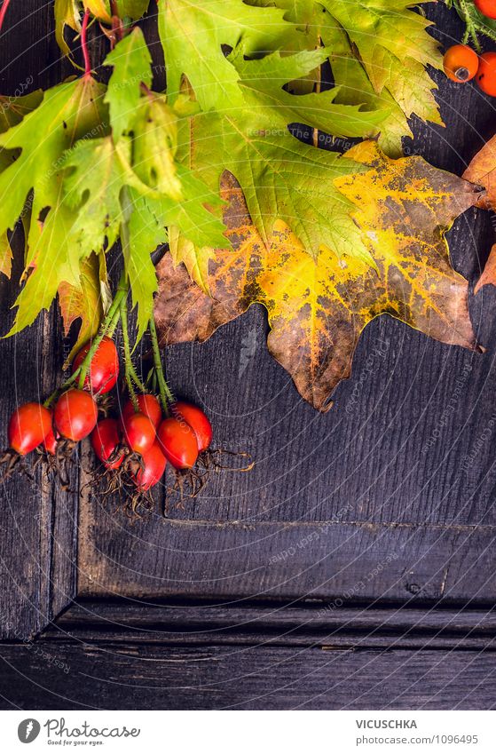Bunte Herbstblätter auf dunklem Holz Stil Design Haus Garten Innenarchitektur Dekoration & Verzierung Pflanze Baum Blatt mehrfarbig Tisch Wand Hagebutten rot