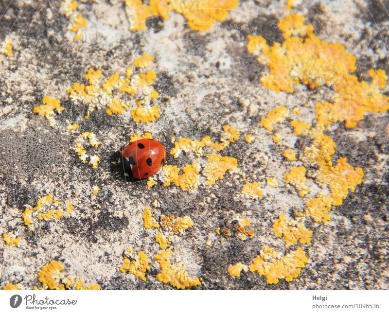 Sonnenanbeter auf der Mauer Tier Frühling Flechten Wand Käfer Marienkäfer 1 sitzen warten authentisch außergewöhnlich klein natürlich gelb grau rot schwarz