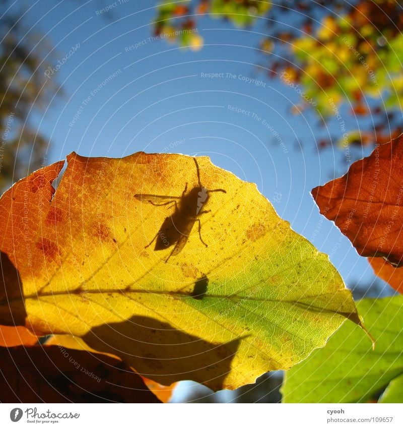 was suchst du da? Herbst mehrfarbig Blatt grün gelb braun rot Herbstfärbung Baum Wespen Insekt Suche wach Fühler Blattadern Ordnung Quadrat Licht nah Tier