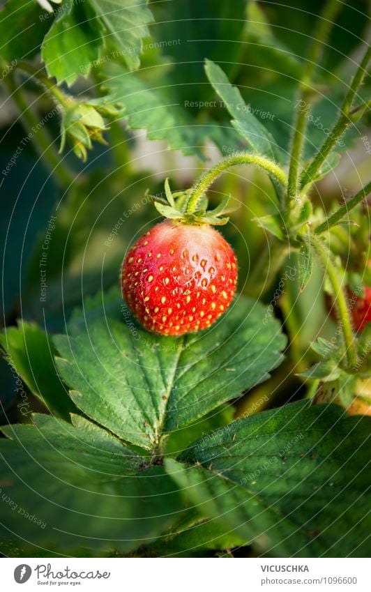 Erdbeere im Garten Frucht Bioprodukte Lifestyle Gesunde Ernährung Sommer Natur Erdbeeren Saison Vitamin Ernte Blatt Pflanze Gartenarbeit Sorte grün reif