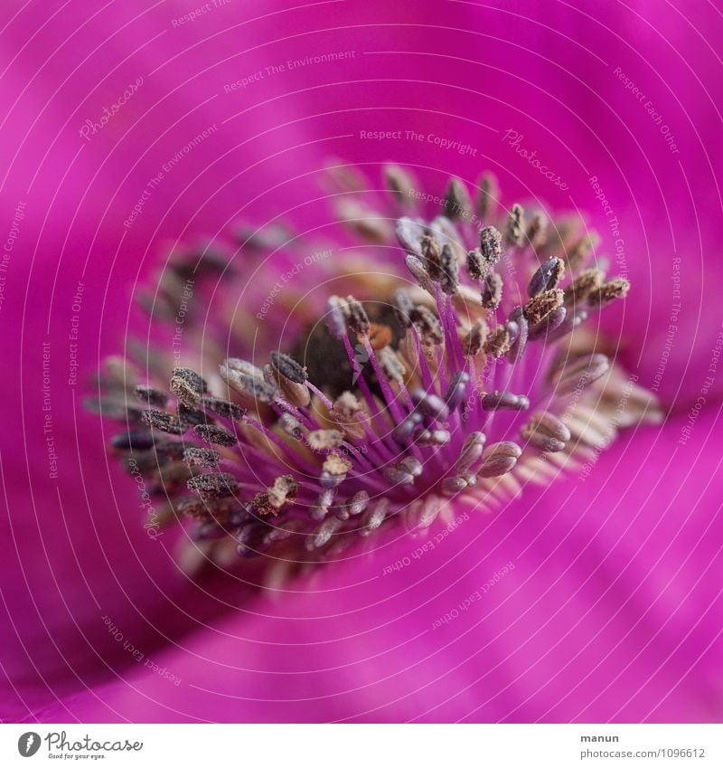 Staubwedel Natur Frühling Sommer Pflanze Blume Blüte Anemonen Staubfäden Stauden natürlich rosa Farbe knallig Farbfoto Strukturen & Formen