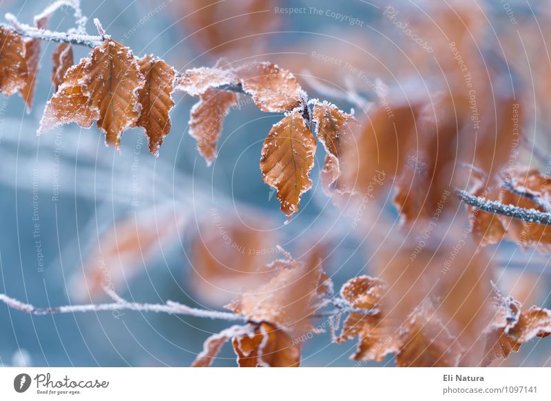 Frostige Blätter Natur Pflanze Tier Winter Eis Schnee Baum Sträucher Blatt Wildpflanze Park Wald blau braun orange weiß ruhig kalt Farbfoto mehrfarbig