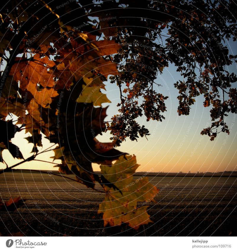 am waldrand Herbst träumen Vordergrund Hintergrundbild Blatt Baum Romantik Horizont Gold rot braun kalt Sonnenaufgang Sonnenuntergang Morgen Waldrand Licht Feld