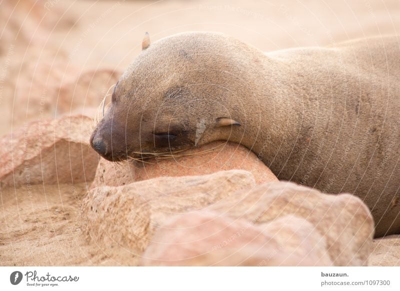 ich höre nix. Ferien & Urlaub & Reisen Tourismus Ausflug Umwelt Natur Erde Sand Küste Strand Cape Cross Namibia Afrika Tier Wildtier Tiergesicht Robben 1