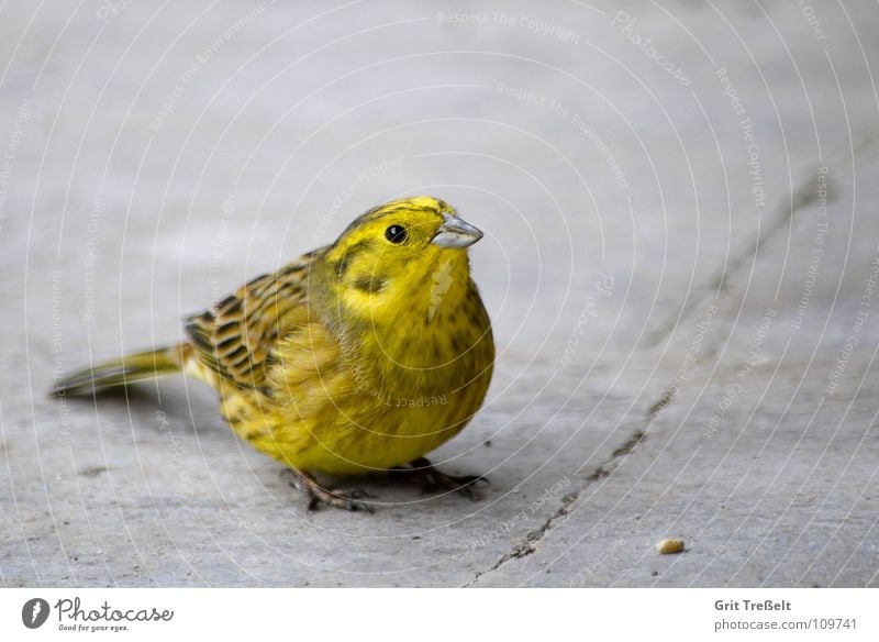 Goldammer Vogel gelb Tier sitzen Natur Wildlife fliegen