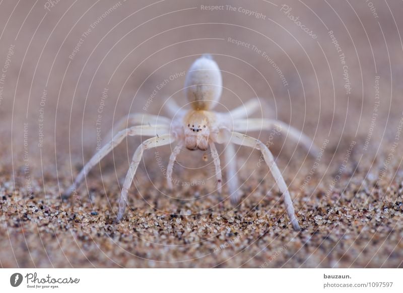 acht augen sehen mehr als zwei. Ferien & Urlaub & Reisen Tourismus Ausflug Abenteuer Sightseeing Natur Erde Sand Wüste Namibia Afrika Tier Wildtier Spinne