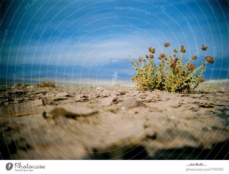 Überlebenskünstler Dessert Natur Landschaft Pflanze Erde Himmel Horizont Wärme Dürre Wildpflanze exotisch Wüste Salar de Atacama Blühend dehydrieren Wachstum