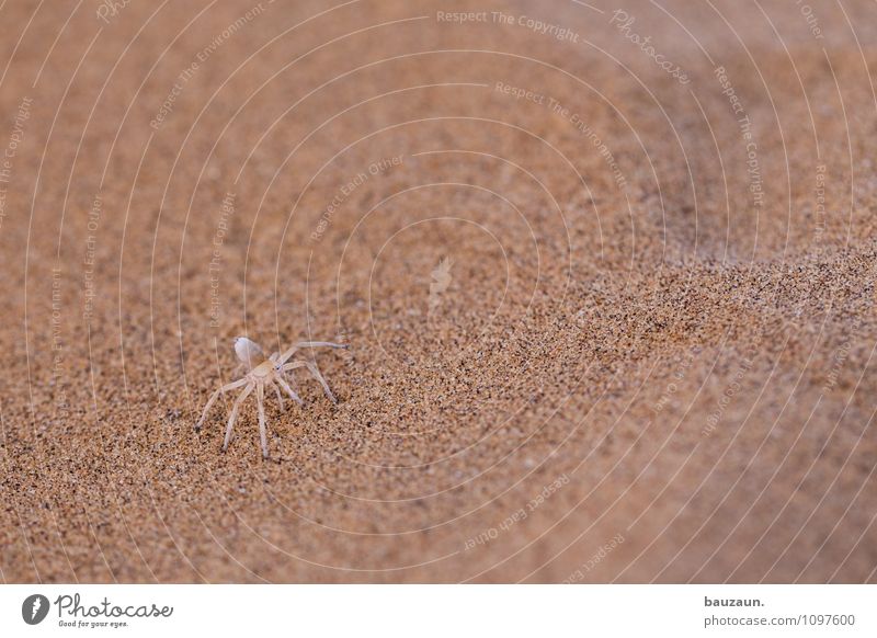 white lady. Ferien & Urlaub & Reisen Tourismus Ausflug Abenteuer Sightseeing Natur Erde Sand Wüste Namibia Afrika Tier Wildtier Spinne 1 beobachten exotisch nah