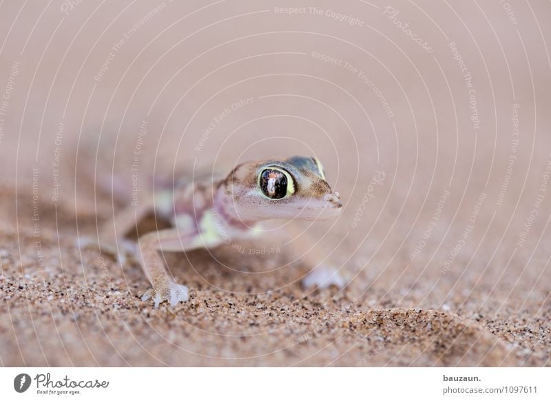 also. Ferien & Urlaub & Reisen Tourismus Ausflug Abenteuer Sightseeing Natur Erde Sand Wüste Namibia Afrika Tier Wildtier Tiergesicht Gecko 1 Auge beobachten