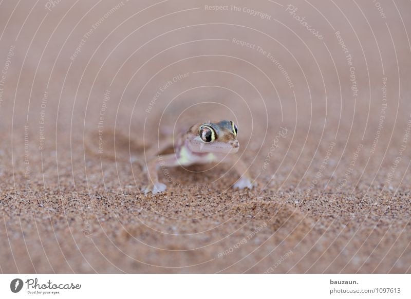 ähm. Ferien & Urlaub & Reisen Tourismus Ausflug Abenteuer Sightseeing Natur Erde Sand Wüste Namibia Afrika Tier Wildtier Tiergesicht Gecko 1 Auge beobachten