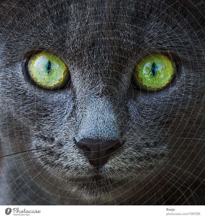Hypnose Natur Tier Haustier Wildtier Katze Fell Krallen Pfote Streichelzoo fangen füttern streichen träumen Traurigkeit Umarmen grau grün türkis Angst Hass