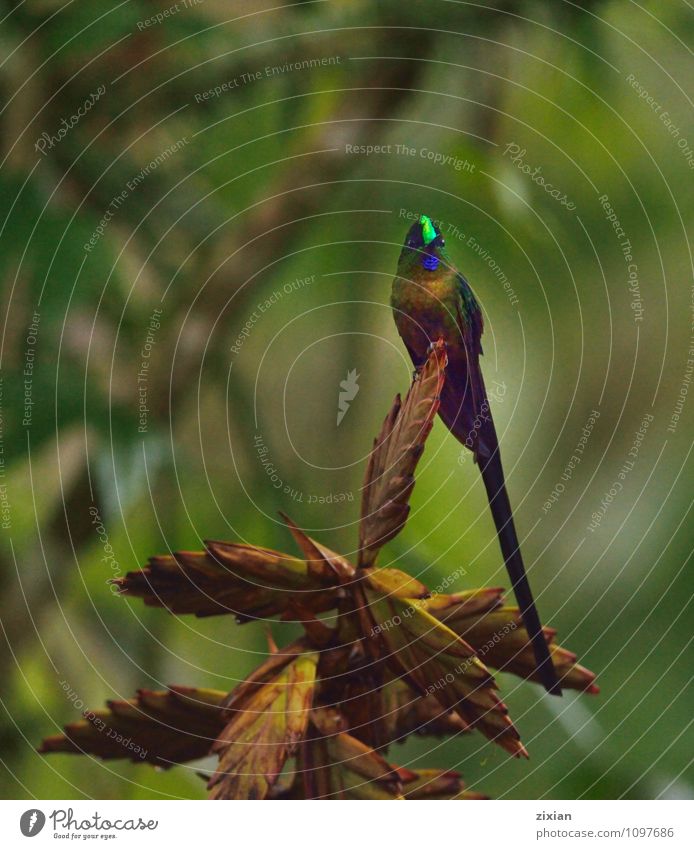 Fahlschwanz-Kronett Tier Wildtier Vogel 1 Holz schön natürlich Farbfoto Menschenleer Blick