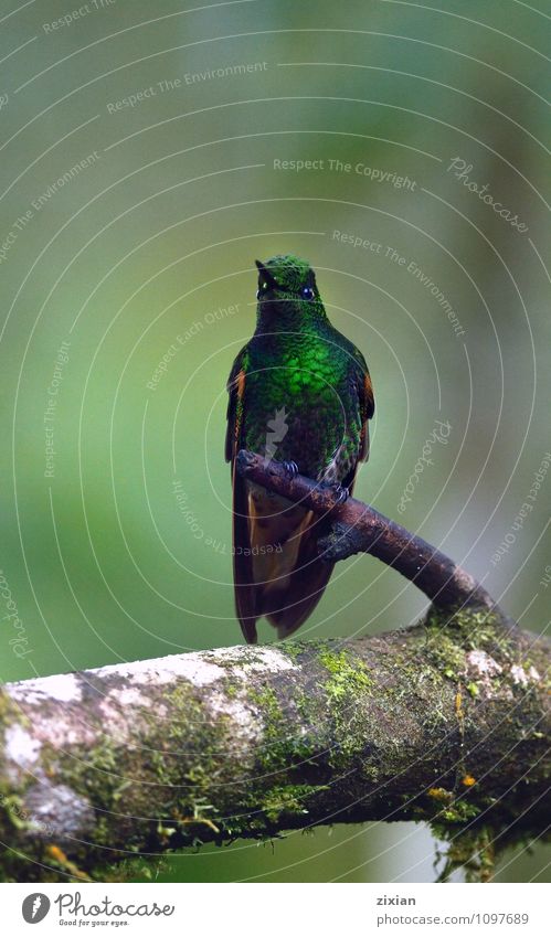 Fahlschwanz-Kronettsaphir Tier Wildtier Vogel 1 Leder Blick blau grün Farbfoto Nahaufnahme Menschenleer Vogelperspektive Tierporträt