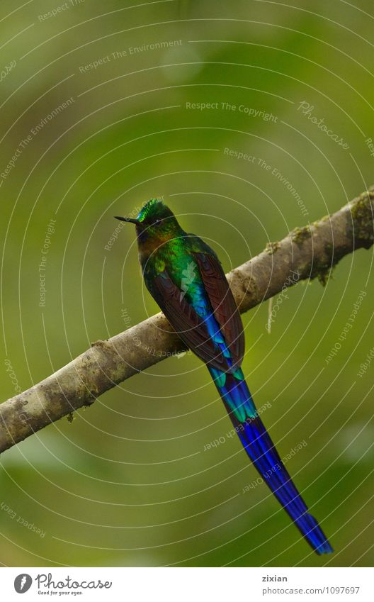 Violettschwanzsylphe Kolibri Tier Wildtier Vogel 1 Holz Leder hängen Blick sitzen blau Farbfoto Menschenleer Vogelperspektive Blick nach vorn