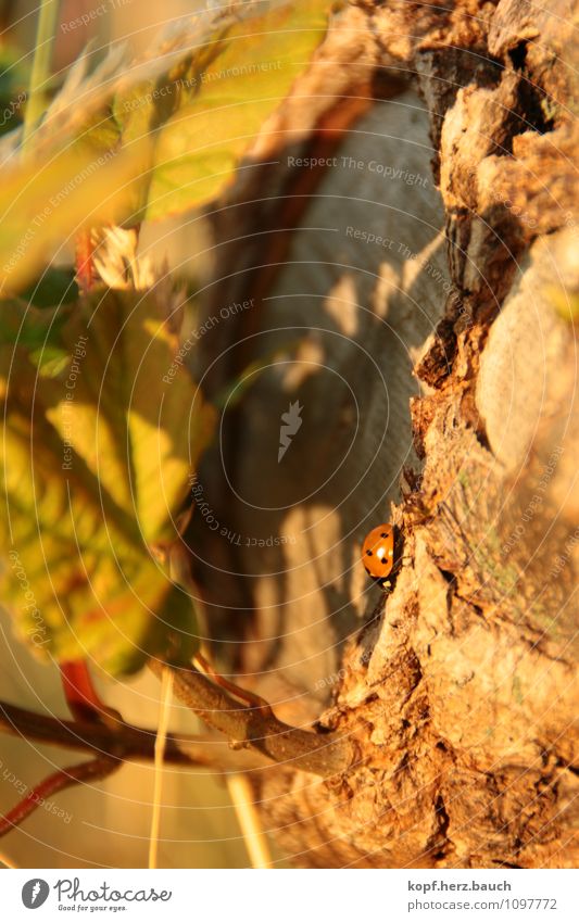 detailverliebt Ausflug Sonnenlicht Baumstamm Marienkäfer krabbeln frei Glück klein Wärme Gefühle Stimmung Zufriedenheit Lebensfreude Warmherzigkeit Tierliebe