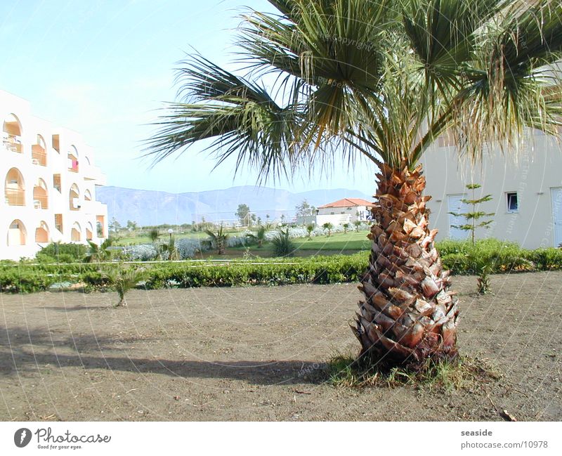 Palme auf Kreta Sommer Sonne