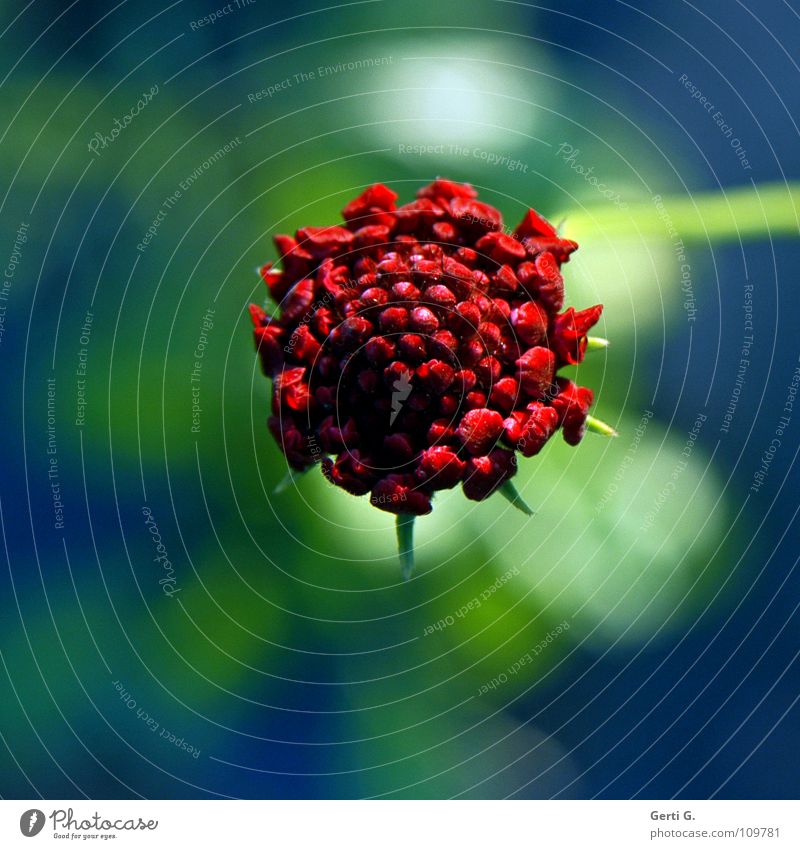 Mittel . Blume Blumenfeld Herbst Pflanze Blüte zart frisch Blühend rot grün Publikum zentral Stengel Sonnenlicht schön spätherbst Natur Blütenknospen blau