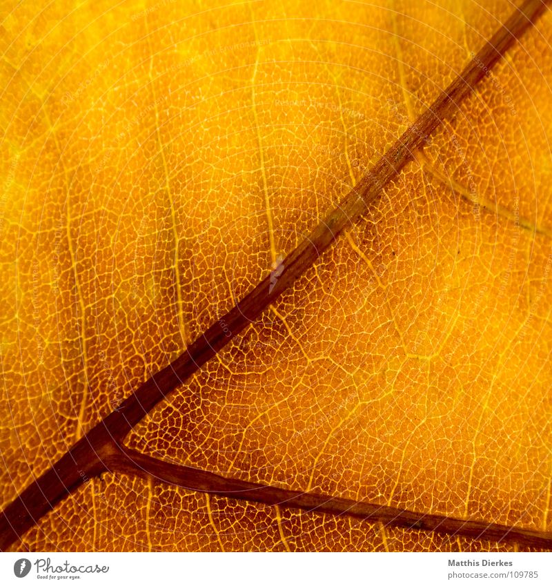 DER HERBST V Herbst herbstlich Herbstlaub Herbstfärbung Blattadern gelb Hintergrundbild Makroaufnahme Bildausschnitt