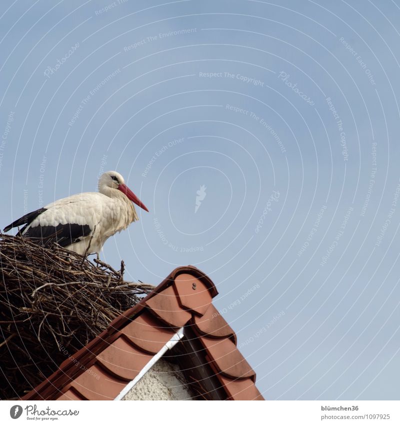 Er ist auch wieder da! Storch Weißstorch Schreitvögel Zugvogel Luftverkehr Federvieh beobachten Erholung sitzen ästhetisch elegant natürlich schön Haus