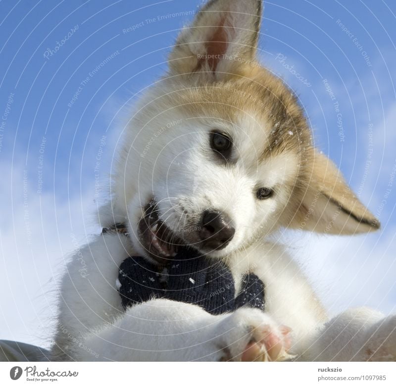 Alaskan; Malamut; Tier Hund Spielen Malamute Familienhund Haushund Haushunde Hunderasse Jung Junge Kopf Portraet Portrait Rassehund Schlittenhund familienhunde