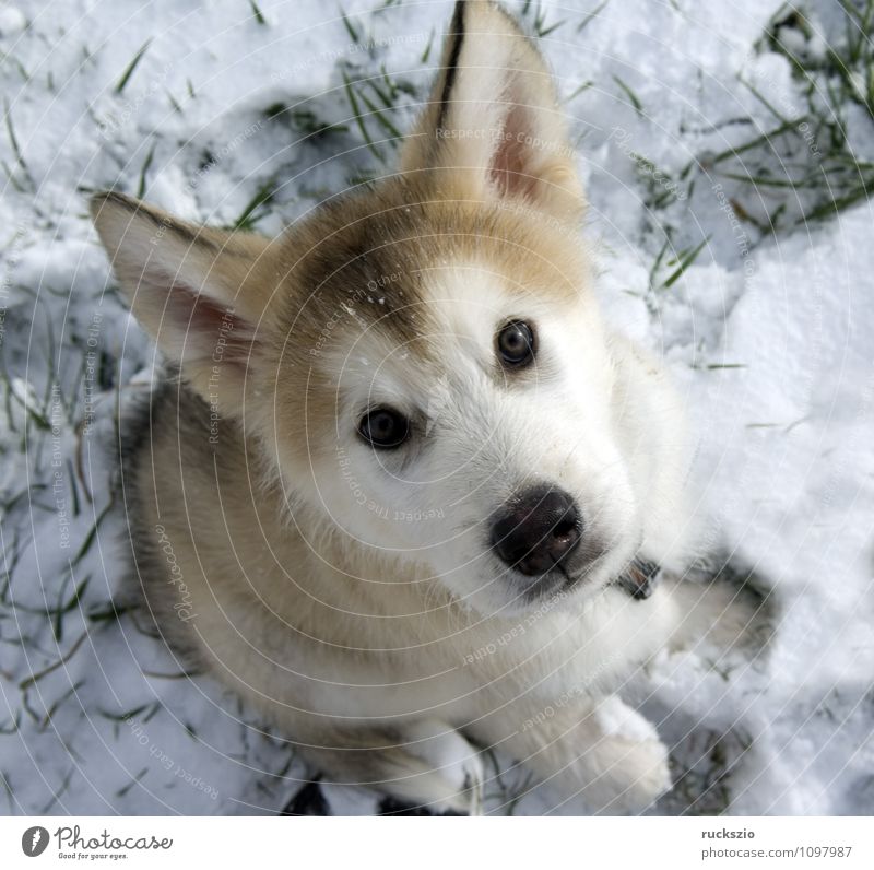 Alaskan; Malamut; Tier Hund Blick Malamute Familienhund Haushund Haushunde Hunderasse Jung Junge Kopf Portraet Portrait Rassehund Schlittenhund familienhunde