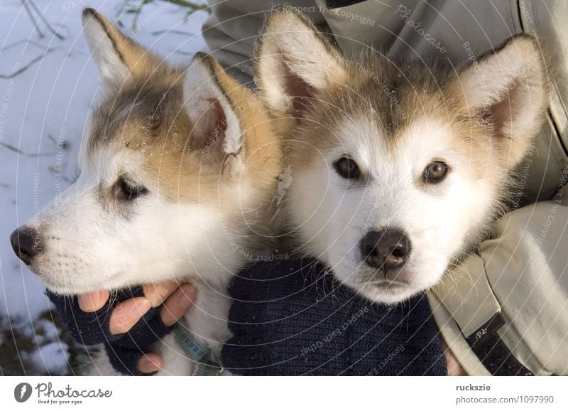 Alaskan; Malamut; Tier Hund beobachten Blick Malamute Familienhund Haushund Haushunde Hunderasse Jung Junge Kopf Portraet Portrait Rassehund Schlittenhund