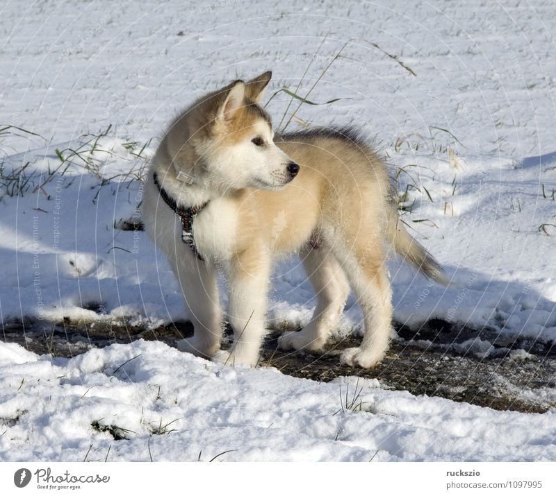 Alaskan; Malamut; Tier Hund beobachten Malamute Familienhund Haushund Haushunde Hunderasse Jung Junge Kopf Portraet Portrait Rassehund Schlittenhund