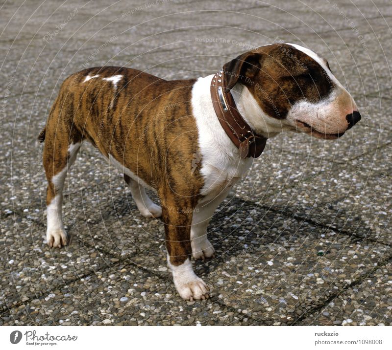 Bullterrier Tier Haustier Hund beobachten Cane Carnivora Familienhund Hunderasse Junger Kopf Portraet Portrait Rassehund Landraubtier britische Hunderasse