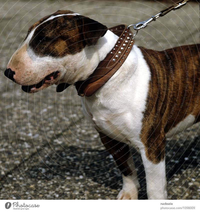 Bullterrier Tier Haustier Hund beobachten Cane Carnivora Familienhund Hunderasse Junger Kopf Portraet Portrait Rassehund Landraubtier britische Hunderasse