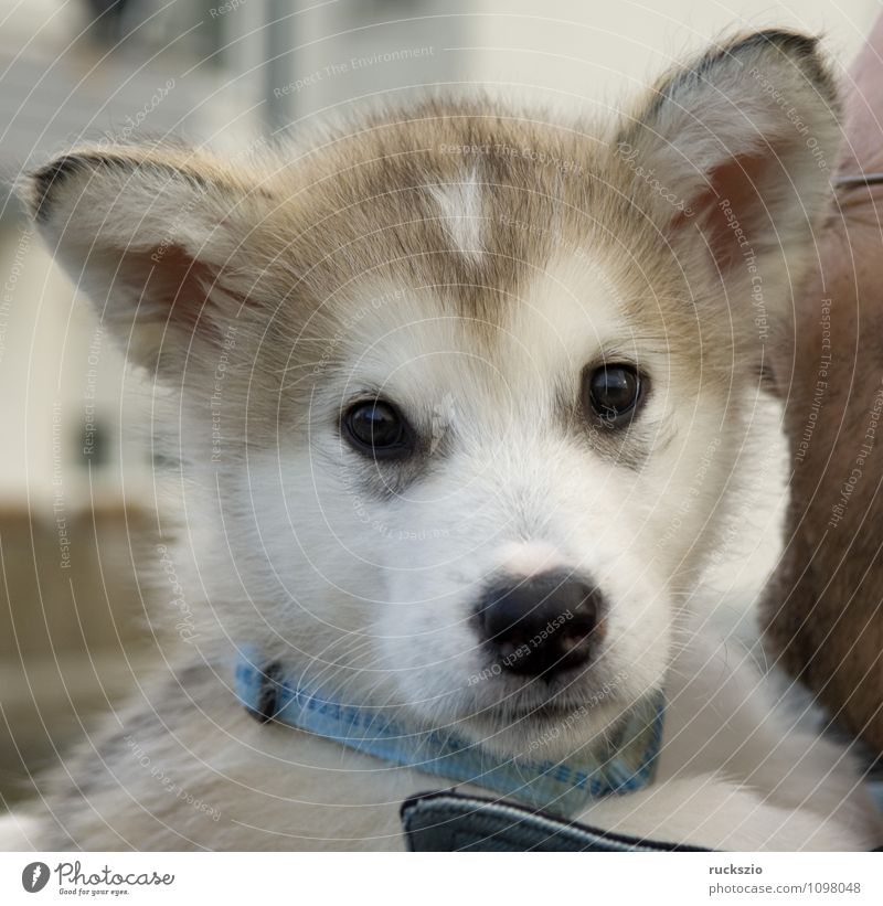 Alaskan; Malamut; Tier Hund beobachten genießen Malamute Familienhund Haushund Haushunde Hunderasse Jung Junge Kopf Portraet Portrait Rassehund Schlittenhund
